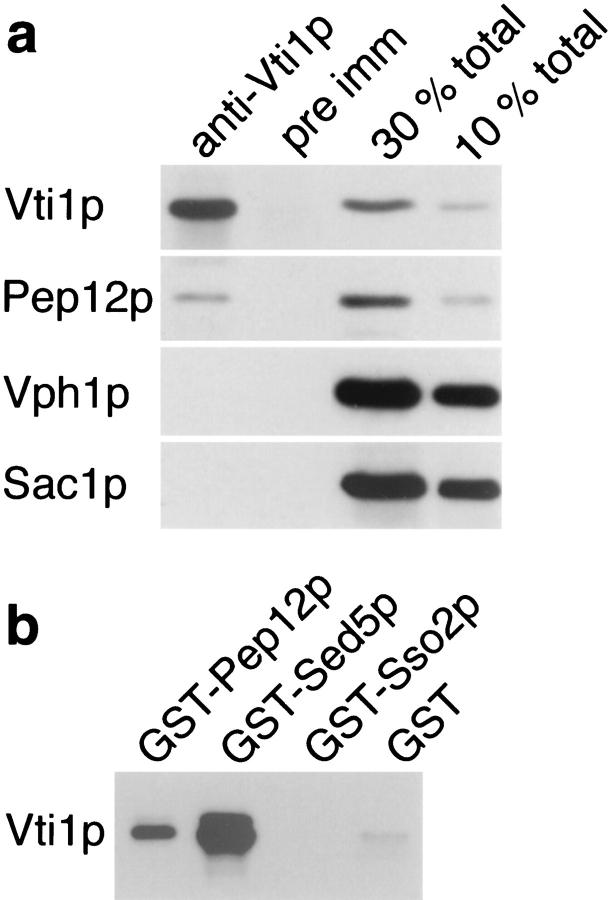 https://cdn.ncbi.nlm.nih.gov/pmc/blobs/697e/2137825/bba8a66f4cb2/JCB.14531f9.jpg