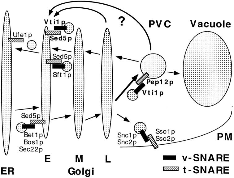 https://cdn.ncbi.nlm.nih.gov/pmc/blobs/697e/2137825/dbbcb6342469/JCB.14531f10.jpg