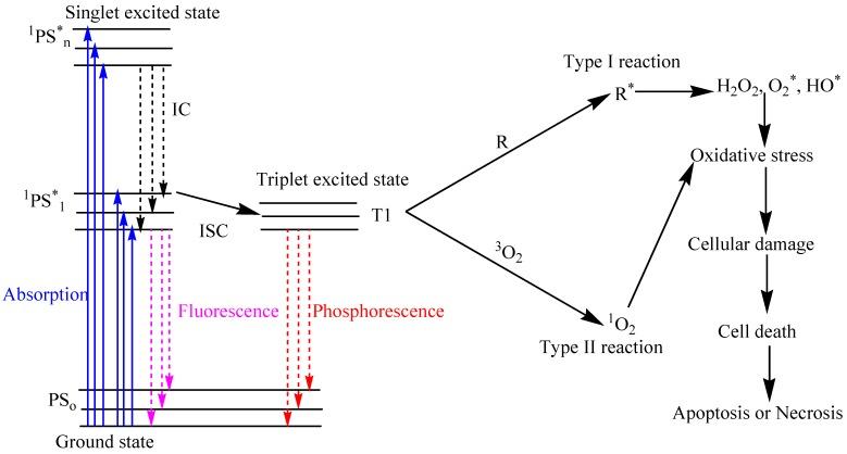 https://cdn.ncbi.nlm.nih.gov/pmc/blobs/6980/4613299/917aca03226c/ijms-16-22094-g001.jpg