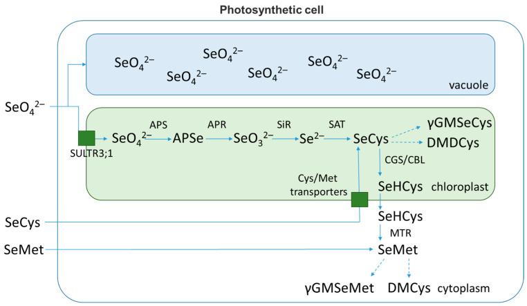 https://cdn.ncbi.nlm.nih.gov/pmc/blobs/6980/9788459/cbff3986ecc4/plants-11-03432-g002.jpg
