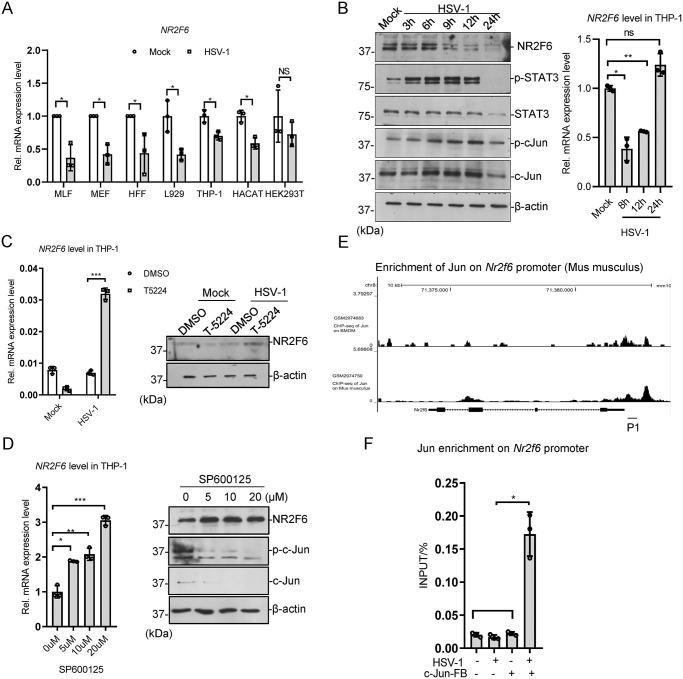 https://cdn.ncbi.nlm.nih.gov/pmc/blobs/6981/11175508/1c4da054a997/ppat.1012271.g006.jpg