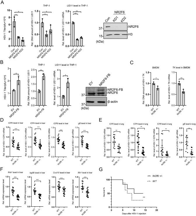 https://cdn.ncbi.nlm.nih.gov/pmc/blobs/6981/11175508/4fb388df8bfa/ppat.1012271.g002.jpg