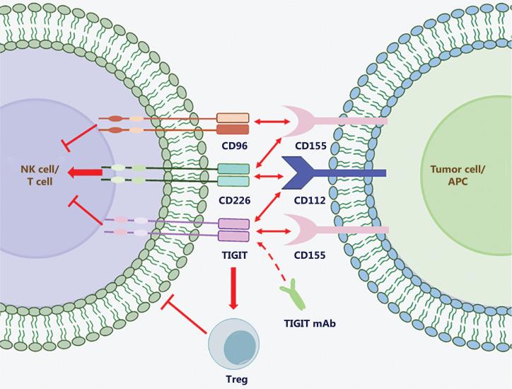 https://cdn.ncbi.nlm.nih.gov/pmc/blobs/6985/11208906/058a84e6d362/cbm-21-451-g006.jpg
