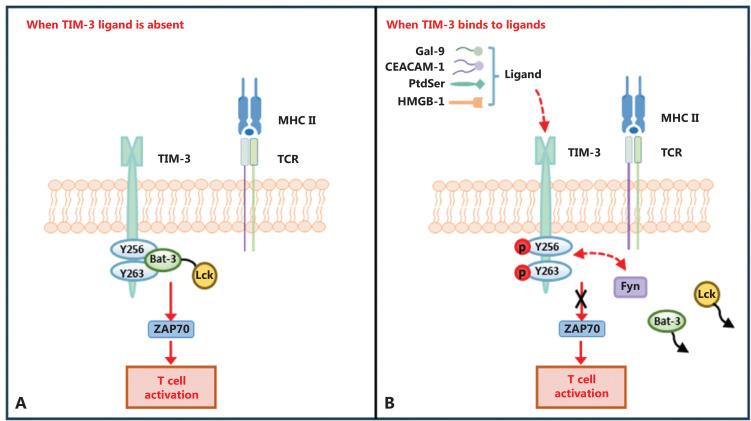 https://cdn.ncbi.nlm.nih.gov/pmc/blobs/6985/11208906/a919378d9328/cbm-21-451-g004.jpg