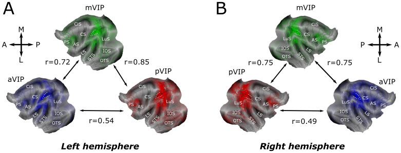 https://cdn.ncbi.nlm.nih.gov/pmc/blobs/6985/12319825/cceaa289d65a/imag_a_00491_fig2.jpg