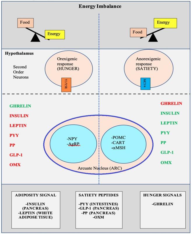 https://cdn.ncbi.nlm.nih.gov/pmc/blobs/6987/7835259/c9ef73ca7243/fped-08-581461-g0002.jpg