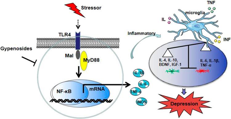 https://cdn.ncbi.nlm.nih.gov/pmc/blobs/6987/8973912/a002364743a2/fphar-13-838261-g008.jpg