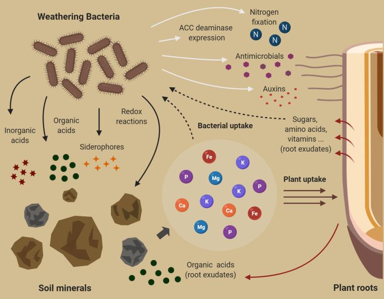 https://cdn.ncbi.nlm.nih.gov/pmc/blobs/698c/7759553/ee01958c161d/fpls-11-590774-g002.jpg