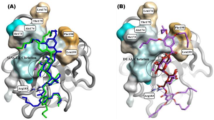 https://cdn.ncbi.nlm.nih.gov/pmc/blobs/698d/11432005/0d57ed79a5a3/ijms-25-10031-g006.jpg