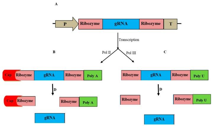 https://cdn.ncbi.nlm.nih.gov/pmc/blobs/6996/6696359/0145af25c02f/ijms-20-03719-g001.jpg