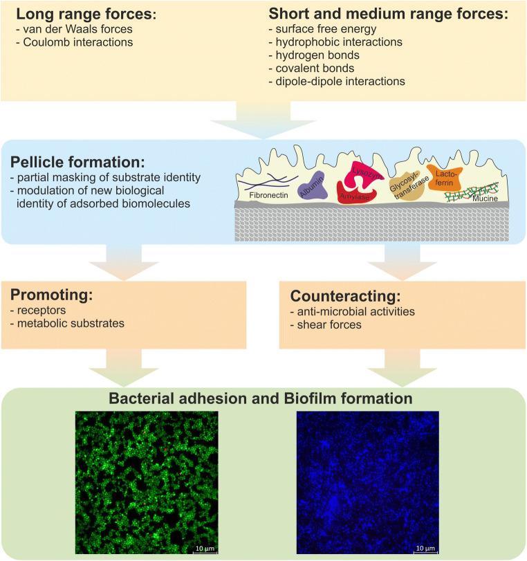 https://cdn.ncbi.nlm.nih.gov/pmc/blobs/6996/7666681/3fad4da13b0c/784_2020_3646_Fig2_HTML.jpg