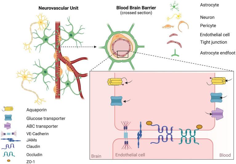 https://cdn.ncbi.nlm.nih.gov/pmc/blobs/6999/11842324/48bb822f1090/fncel-19-1503193-g002.jpg