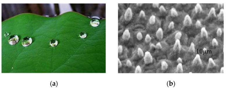 https://cdn.ncbi.nlm.nih.gov/pmc/blobs/699c/8658991/c789aae1eab2/molecules-26-07180-g002.jpg