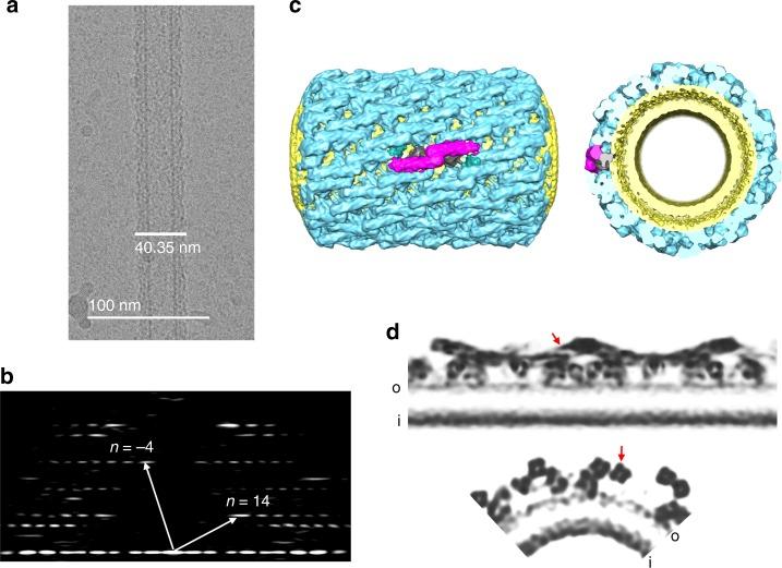 https://cdn.ncbi.nlm.nih.gov/pmc/blobs/699f/6546687/ccca56430304/41467_2019_10391_Fig1_HTML.jpg
