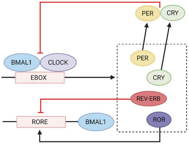 https://cdn.ncbi.nlm.nih.gov/pmc/blobs/699f/8959415/4bde0cb2afc0/fnins-16-825246-g001.jpg