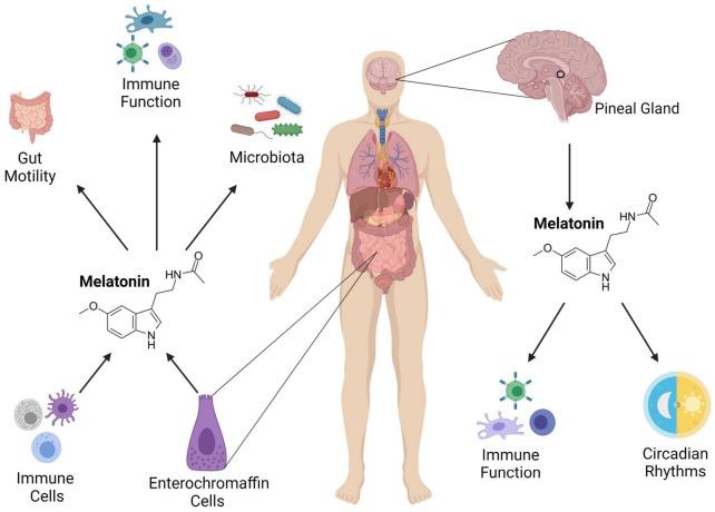 https://cdn.ncbi.nlm.nih.gov/pmc/blobs/699f/8959415/5c88fa53c34f/fnins-16-825246-g002.jpg