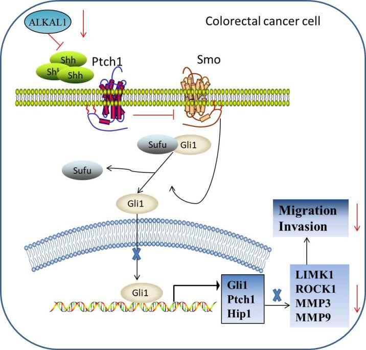 https://cdn.ncbi.nlm.nih.gov/pmc/blobs/69a2/7738833/98efff150382/jcav12p0150g008.jpg