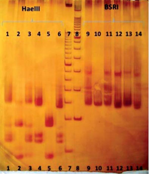 https://cdn.ncbi.nlm.nih.gov/pmc/blobs/69a6/4155947/c1615a23da9e/abd-89-05-0701-g12.jpg