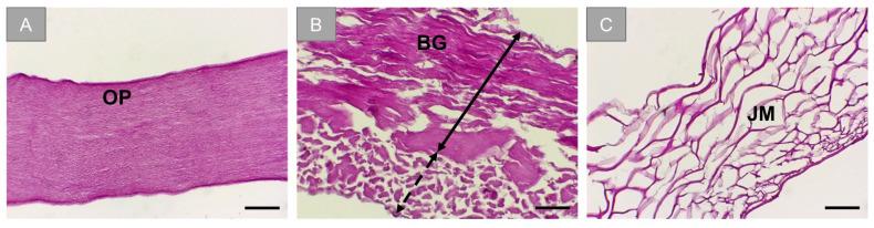 https://cdn.ncbi.nlm.nih.gov/pmc/blobs/69a6/8467533/e1d475a37e0a/membranes-11-00712-g001.jpg