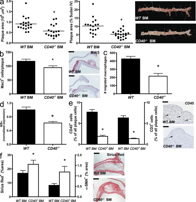 https://cdn.ncbi.nlm.nih.gov/pmc/blobs/69a9/2822598/2af7f59698ba/JEM_20091293_RGB_Fig3.jpg