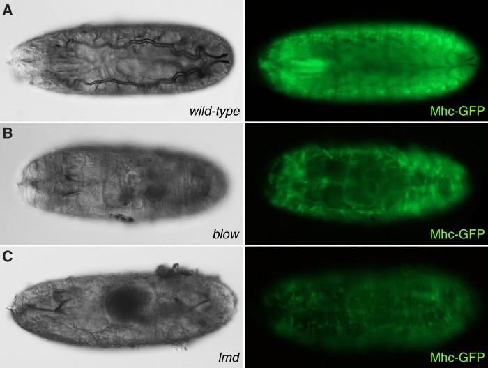 https://cdn.ncbi.nlm.nih.gov/pmc/blobs/69aa/4736026/3228883ddc97/biolopen-4-013086-g5.jpg