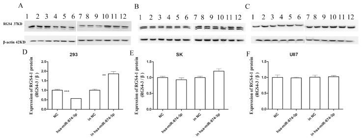 https://cdn.ncbi.nlm.nih.gov/pmc/blobs/69ae/11353307/60f699a11639/genes-15-01057-g005.jpg