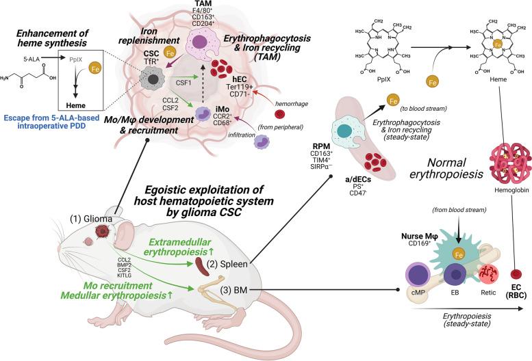 https://cdn.ncbi.nlm.nih.gov/pmc/blobs/69ae/9710158/cdfcb488c01f/41232_2022_240_Fig1_HTML.jpg