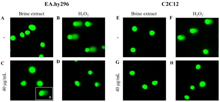 https://cdn.ncbi.nlm.nih.gov/pmc/blobs/69b2/9952268/87af0285e186/antioxidants-12-00333-g005.jpg