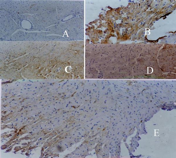 https://cdn.ncbi.nlm.nih.gov/pmc/blobs/69ba/324401/fd88cbceb47c/1471-2210-3-16-2.jpg