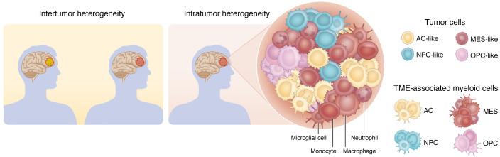 https://cdn.ncbi.nlm.nih.gov/pmc/blobs/69bd/9797336/c3753ec50867/jci-133-163451-g045.jpg