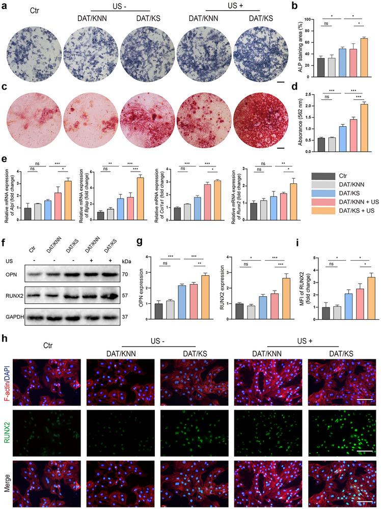 https://cdn.ncbi.nlm.nih.gov/pmc/blobs/69be/12279238/4ddc56b8451b/ADVS-12-2504293-g006.jpg