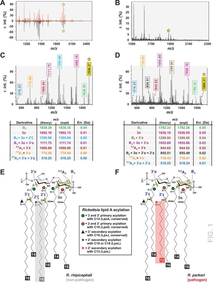 https://cdn.ncbi.nlm.nih.gov/pmc/blobs/69bf/10900879/7426daa7ba70/msphere.00609-23.f001.jpg