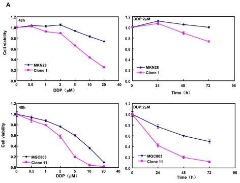 https://cdn.ncbi.nlm.nih.gov/pmc/blobs/69c0/4637325/31602cc75f60/oncotarget-06-19841-g003a.jpg