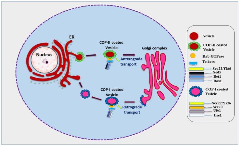 https://cdn.ncbi.nlm.nih.gov/pmc/blobs/69c5/6523435/6081e955092e/cells-08-00337-g001.jpg