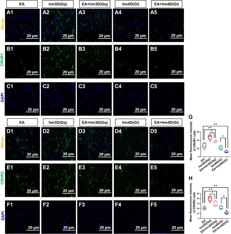 https://cdn.ncbi.nlm.nih.gov/pmc/blobs/69c6/10625839/6aa60139afce/jn.00156.2023_f005.jpg