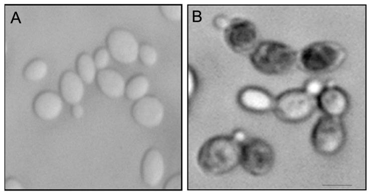 https://cdn.ncbi.nlm.nih.gov/pmc/blobs/69c8/7996939/0ccb5e03e471/marinedrugs-19-00126-g006.jpg