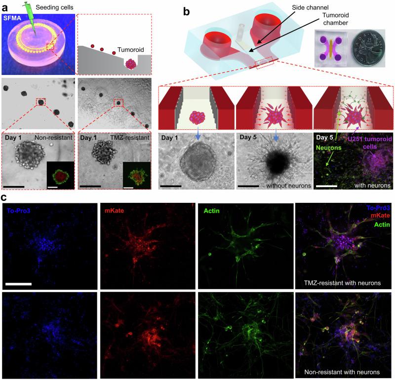 https://cdn.ncbi.nlm.nih.gov/pmc/blobs/69cb/11589919/42500b10a154/44172_2024_319_Fig6_HTML.jpg