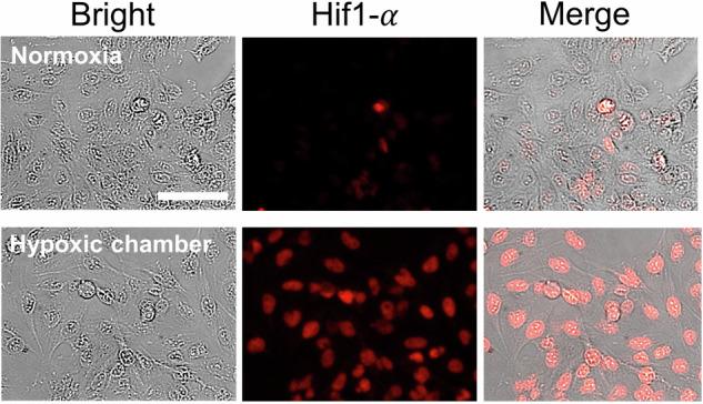 https://cdn.ncbi.nlm.nih.gov/pmc/blobs/69cb/11589919/54863d321952/44172_2024_319_Fig10_HTML.jpg