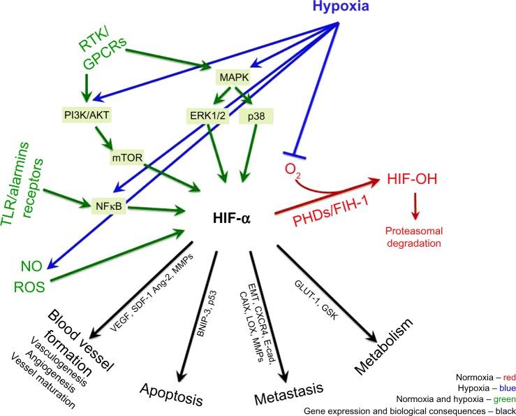 https://cdn.ncbi.nlm.nih.gov/pmc/blobs/69cb/5045092/a8ae047fd923/hp-3-083Fig1.jpg