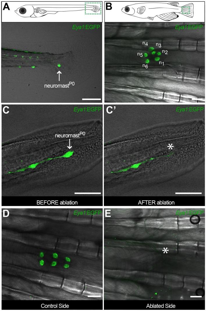 https://cdn.ncbi.nlm.nih.gov/pmc/blobs/69cf/5617629/72c7c05b8272/elife-29173-fig4.jpg