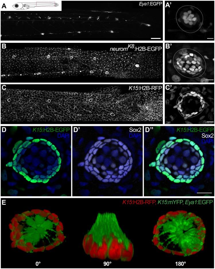https://cdn.ncbi.nlm.nih.gov/pmc/blobs/69cf/5617629/c2900cd68ca2/elife-29173-fig1.jpg