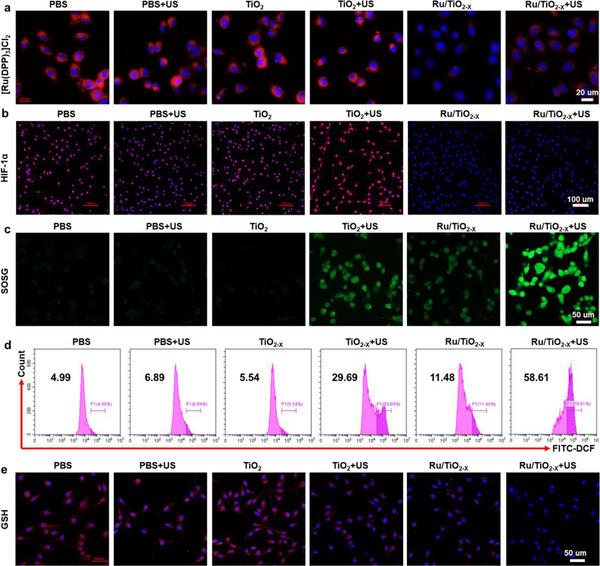 https://cdn.ncbi.nlm.nih.gov/pmc/blobs/69d2/12165091/4539eed9e630/ADVS-12-2416997-g004.jpg