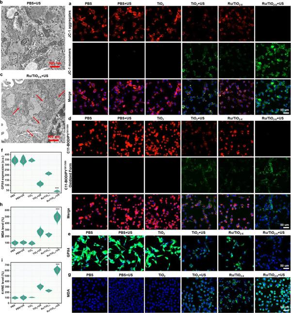 https://cdn.ncbi.nlm.nih.gov/pmc/blobs/69d2/12165091/ac9527373314/ADVS-12-2416997-g008.jpg