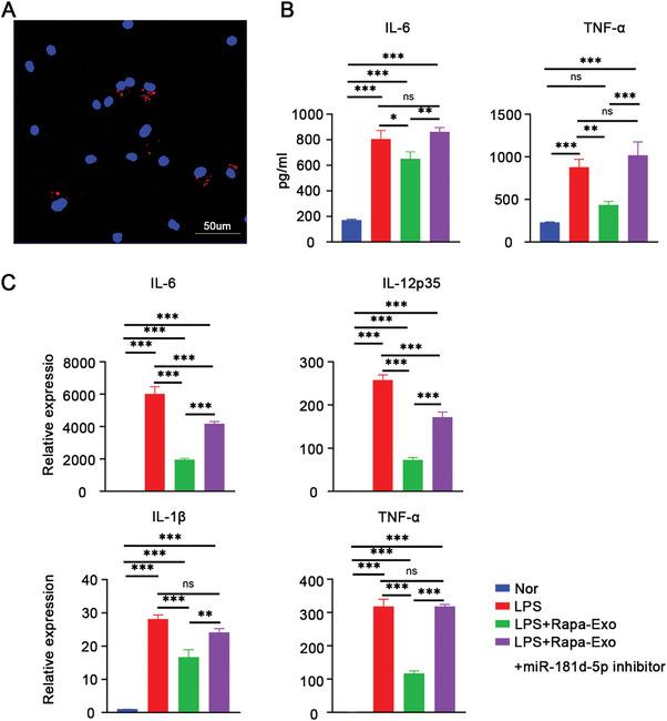 https://cdn.ncbi.nlm.nih.gov/pmc/blobs/69d8/10700181/d45c653d7a41/ADVS-10-2304922-g002.jpg
