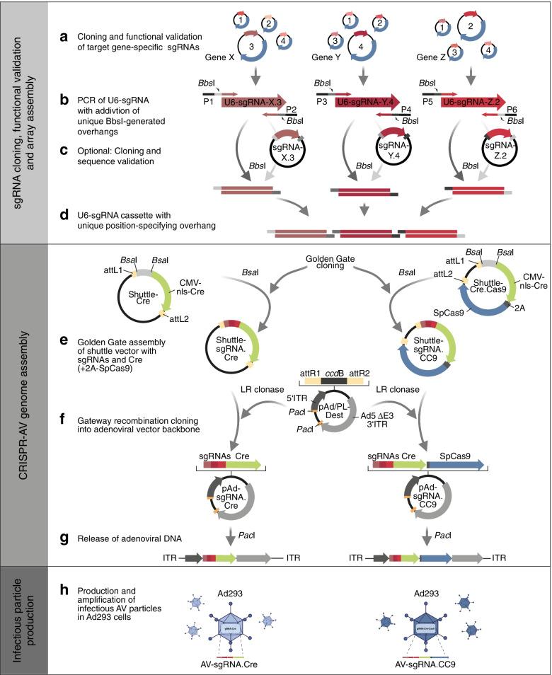 https://cdn.ncbi.nlm.nih.gov/pmc/blobs/69da/9531476/3b0f65bd104d/12943_2022_1661_Fig3_HTML.jpg