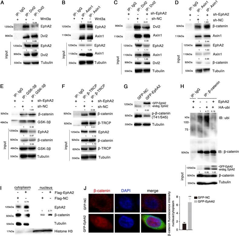 https://cdn.ncbi.nlm.nih.gov/pmc/blobs/69dd/6242896/4659d541dd31/41419_2018_1164_Fig3_HTML.jpg