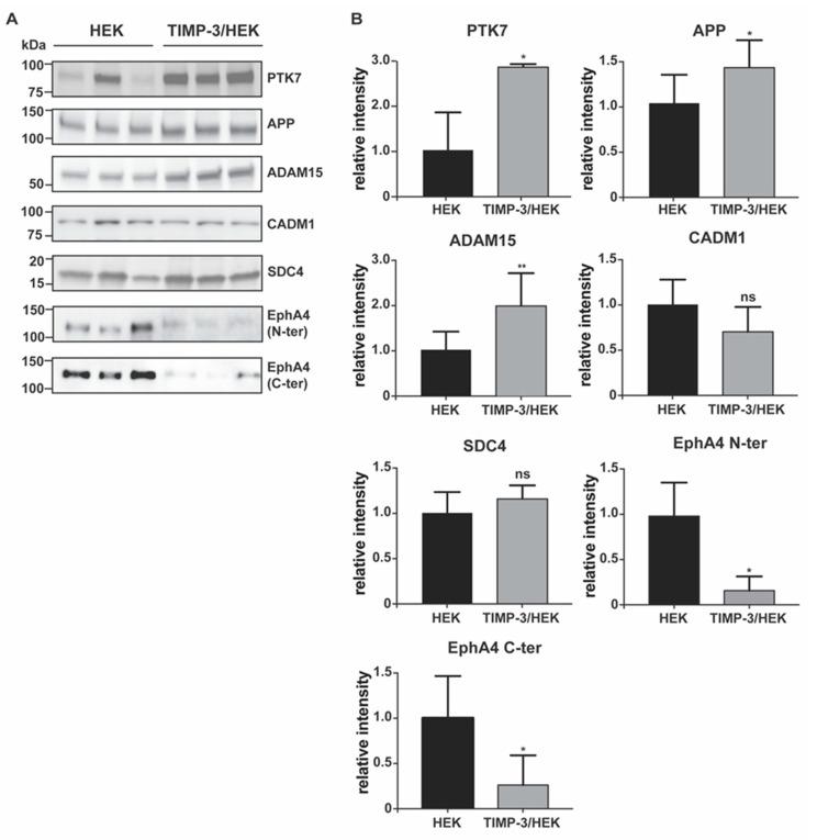 https://cdn.ncbi.nlm.nih.gov/pmc/blobs/69e9/7957584/6d8431528614/ijms-22-02392-g003.jpg