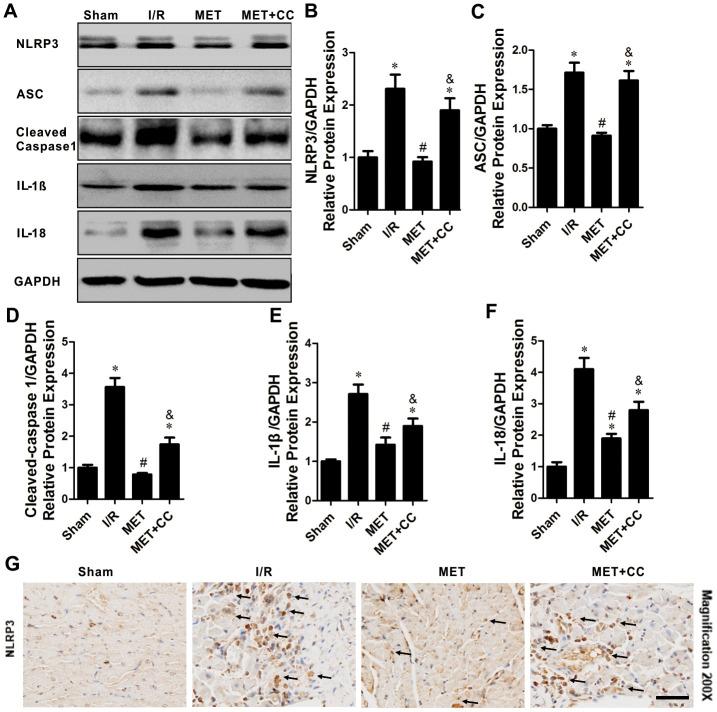 https://cdn.ncbi.nlm.nih.gov/pmc/blobs/69ec/7762510/0e6581ea5960/aging-12-202143-g004.jpg