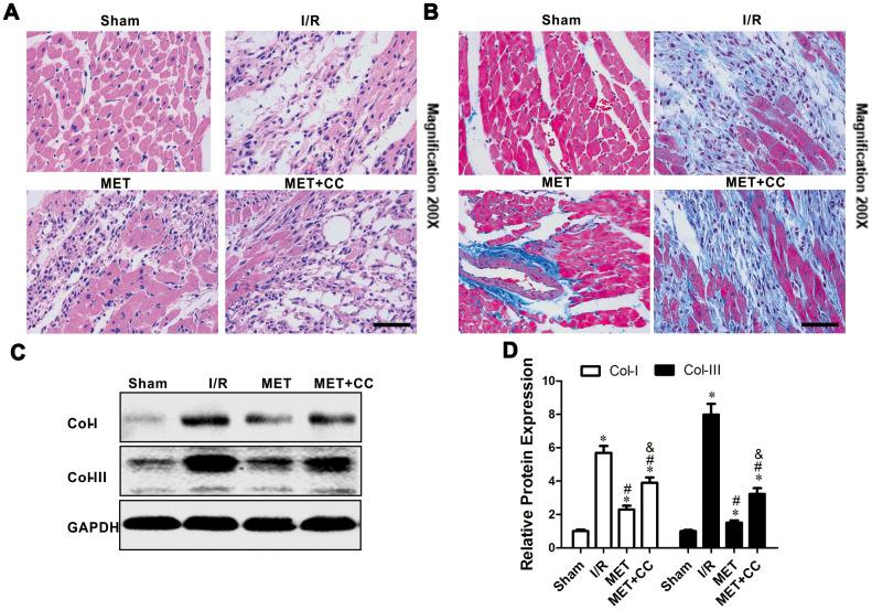 https://cdn.ncbi.nlm.nih.gov/pmc/blobs/69ec/7762510/54fb3dff5caa/aging-12-202143-g002.jpg