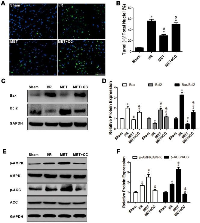 https://cdn.ncbi.nlm.nih.gov/pmc/blobs/69ec/7762510/803560253cb0/aging-12-202143-g003.jpg